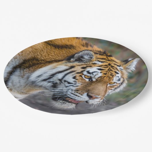 アムールタイガー ペーパープレート (アングル)