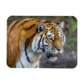 アムールタイガー マグネット (横)