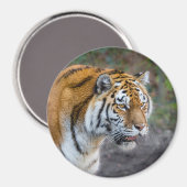 アムールタイガー マグネット (正面/裏面)