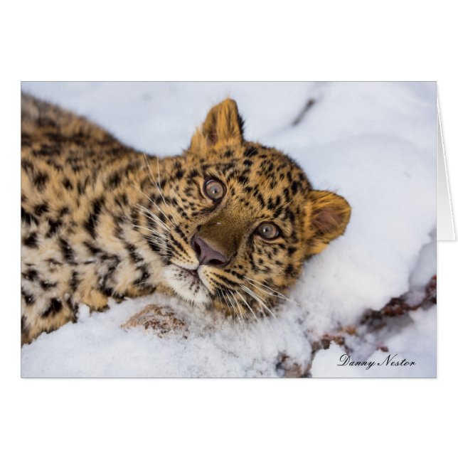 アムール (正面横)