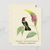 アメジストズロープハミングバードアート ポストカード (正面/裏面)