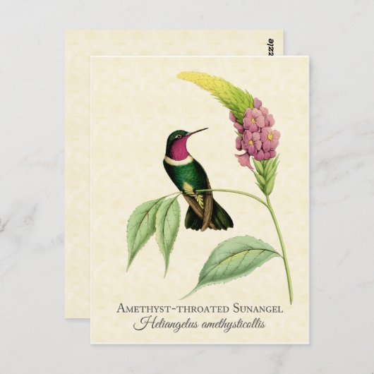 アメジストズロープハミングバードアート ポストカード (正面/裏面)