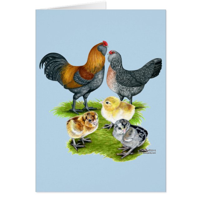 アメラウカナチキンファミリー (正面)