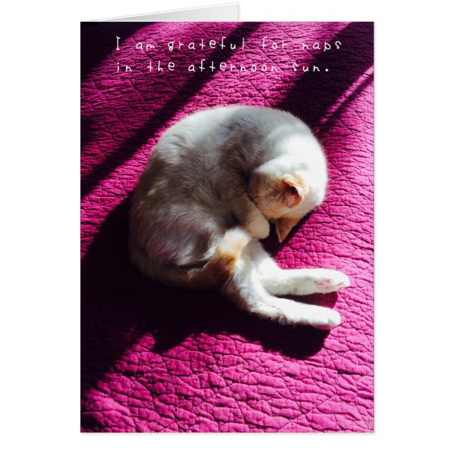 アメリアのすばらしい冒険ジャーナル (正面)