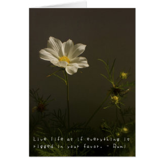 アメリアのすばらしい冒険