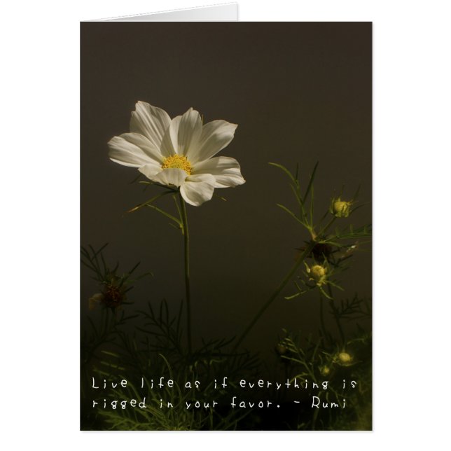 アメリアのすばらしい冒険 (正面)