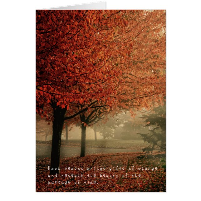 アメリアのすばらしい冒険 (正面)