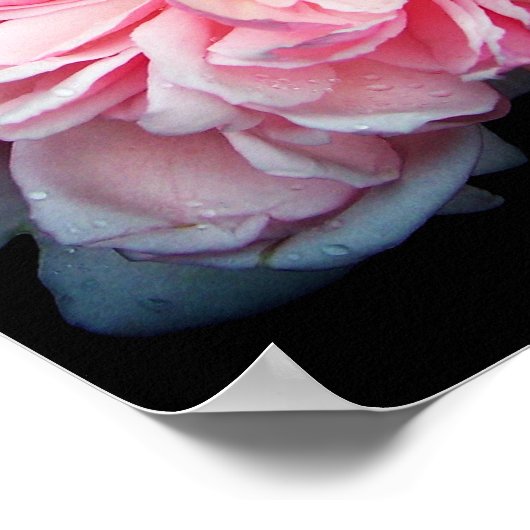 アメリアバラ ポスター (角)