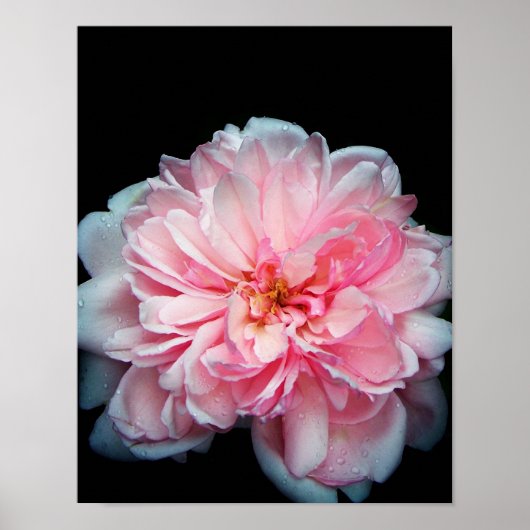 アメリアバラ ポスター (正面)