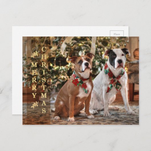アメリカかわいいクリスマスの救助のピットブルおよびBull犬 シーズンポストカード (正面/裏面)