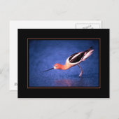 アメリカのアボケポストカード ポストカード (正面/裏面)