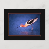 アメリカのアボケポストカード ポストカード (正面)