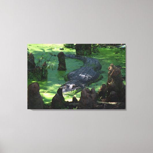 アメリカのアリゲーターインザスワンプスファインアート写真 キャンバスプリント (正面)