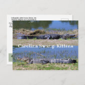 アメリカのアリゲーターポストカード ポストカード (正面/裏面)