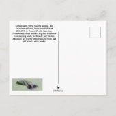 アメリカのアリゲーターポストカード ポストカード (裏面)