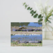 アメリカのアリゲーターポストカード ポストカード (スタンド正面)