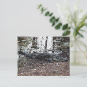 アメリカのアリゲーターポストカード ポストカード (スタンド正面)