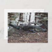 アメリカのアリゲーターポストカード ポストカード (正面/裏面)