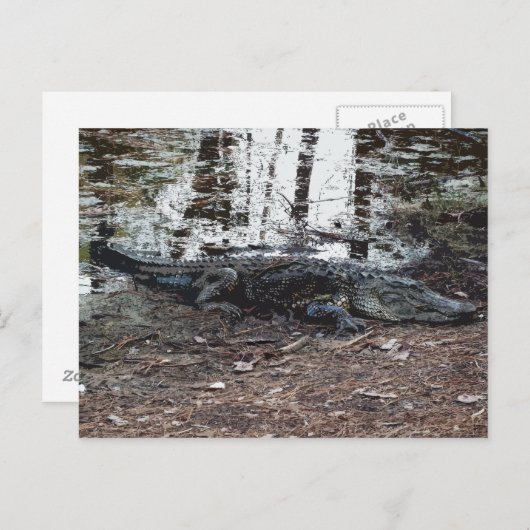 アメリカのアリゲーターポストカード ポストカード (正面/裏面)