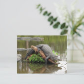 アメリカのアリゲーターポストカード ポストカード (スタンド正面)