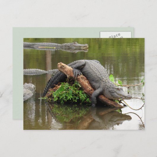 アメリカのアリゲーターポストカード ポストカード (正面/裏面)