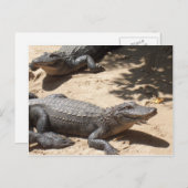 アメリカのアリゲーター ポストカード (正面/裏面)