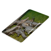 アメリカのアリゲーター マグネット (左側)