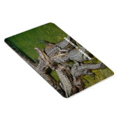 アメリカのアリゲーター マグネット (右側)