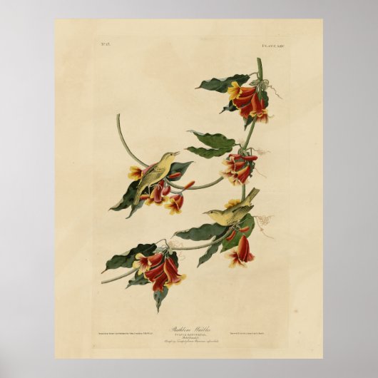 アメリカのイラスボーン（黄色）ウグイスのオードボンバード ポスター (正面)