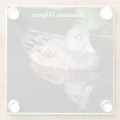 アメリカのウィドジョン野生生物写真 ガラスコースター (裏面)