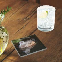 アメリカのウィドジョン野生生物写真