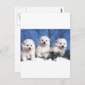 アメリカのエスキモーの子犬カード ポストカード (正面/裏面)