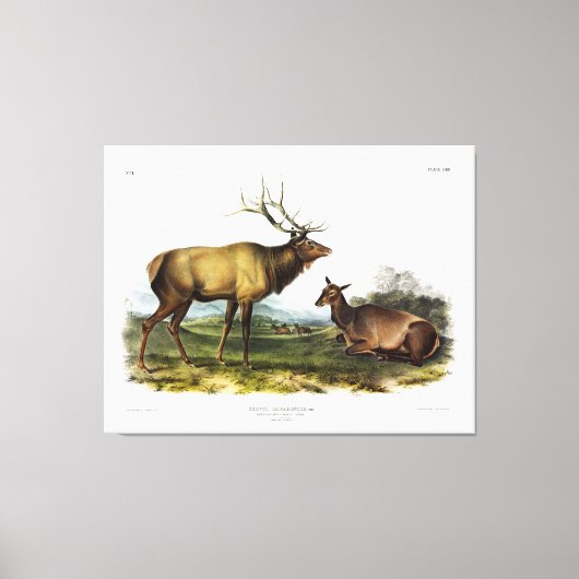 アメリカのエルク、またはWapiti Deer by Audubon キャンバスプリント (正面)