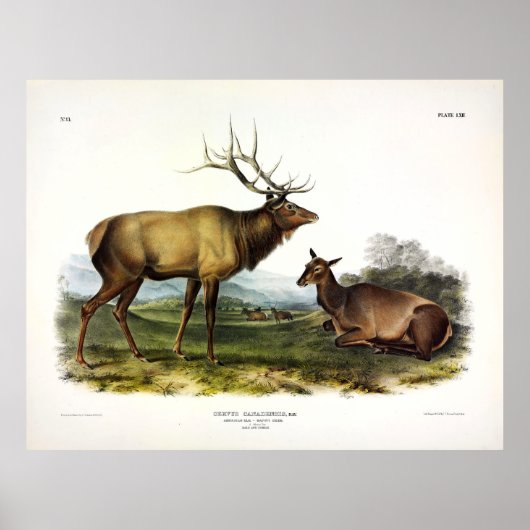 アメリカのエルク、またはWapiti Deer by Audubon ポスター (正面)