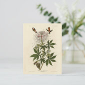 アメリカのオウドゥボン鳥 ポストカード (スタンド正面)