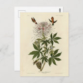 アメリカのオウドゥボン鳥 ポストカード (正面/裏面)