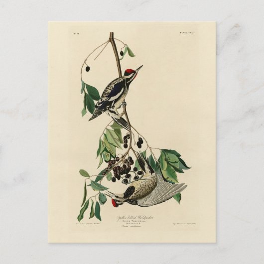 アメリカのオーデュボン鳥 ポストカード (正面)