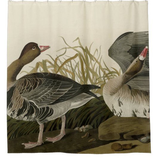 アメリカのオードゥボン鳥の白い前面のガチョウ シャワーカーテン (正面)