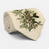 アメリカのオードボンの鳥から寄せられる一般的な地上鳩 ネクタイ (ロール)