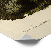 アメリカのオードボンの鳥から来た野生のトルコ（男性） ポスター (角)