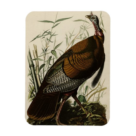 アメリカのオードボンの鳥から来た野生のトルコ（男性） マグネット (縦)