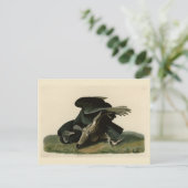 アメリカのオードボンの鳥から来た黒いハゲワシ ポストカード (スタンド正面)