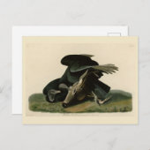 アメリカのオードボンの鳥から来た黒いハゲワシ ポストカード (正面/裏面)