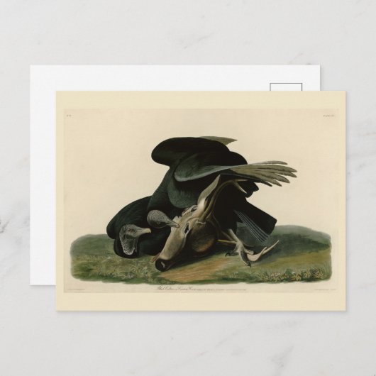 アメリカのオードボンの鳥から来た黒いハゲワシ ポストカード (正面/裏面)