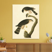 アメリカのオードボンの鳥から生まれた鋭い鷹 キャンバスプリント (インサイチュ (リビング))