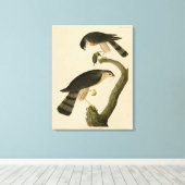 アメリカのオードボンの鳥から生まれた鋭い鷹 キャンバスプリント (インサイチュ (ウッドフロア))