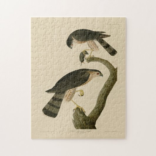 アメリカのオードボンの鳥から生まれた鋭い鷹 ジグソーパズル (縦)