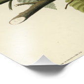 アメリカのオードボンの鳥のロビン フォトプリント            (角)