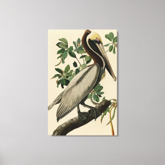 アメリカのオードボンの鳥の茶色のペリカン キャンバスプリント (正面)