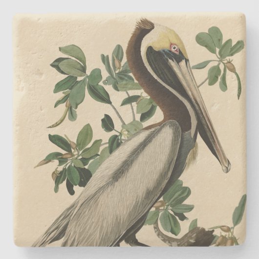 アメリカのオードボンの鳥の茶色のペリカン ストーンコースター (正面)
